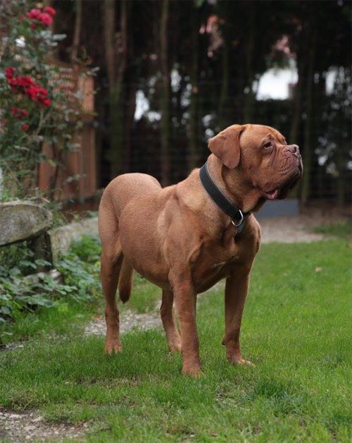 Wir suchen ein Zuhause Tierfreunde Niederbayern