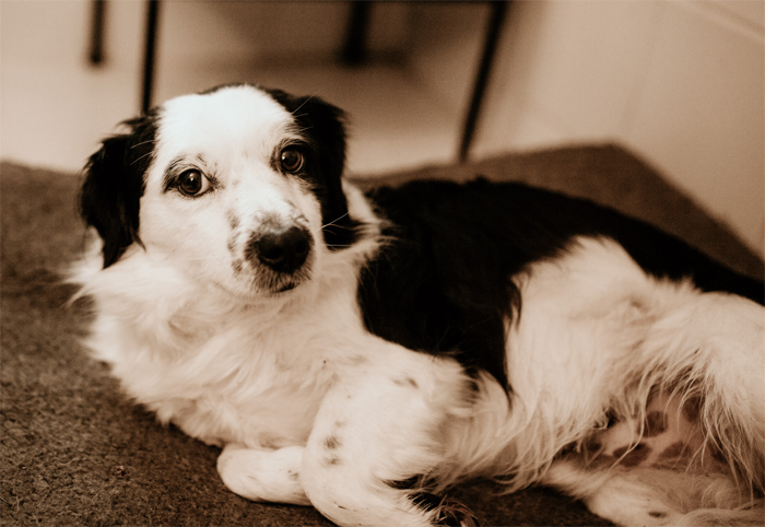 Wir Suchen Ein Zuhause Tierfreunde Niederbayern